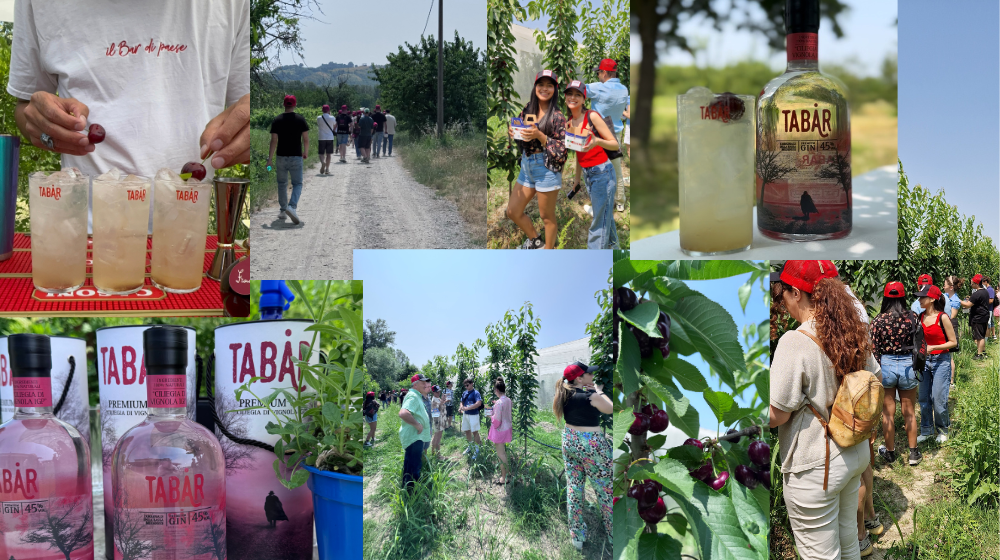 Gin Tabar Vignola IGP Cherry: a dedicated experience kicks off the new cherry season
